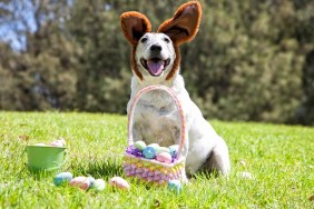 A cute little dog dressed as the Easter Bunny with Easter Eggs at the park.