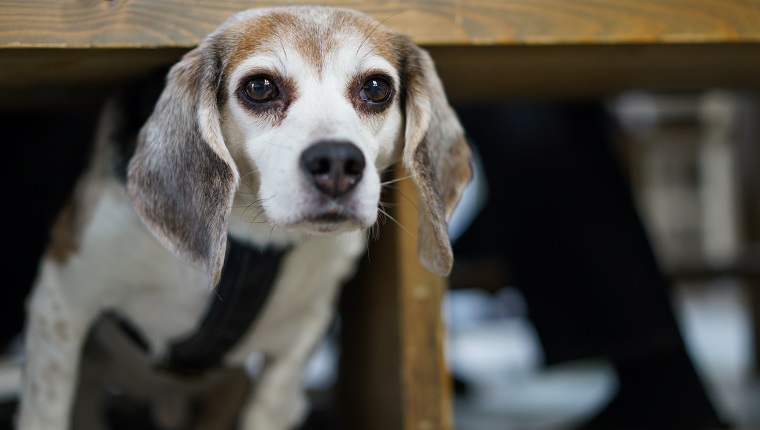 Portrait Of Dog Under Table