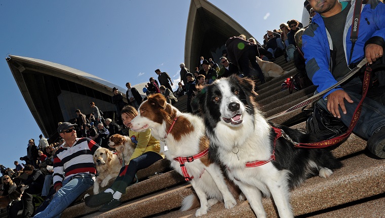 Dogs and their owners gather on the steps of the Sydney Opera House on June 5, 2010 for a world first "Music for Dogs" concert, the brainchild of New York performance artist Laurie Anderson. Almost 1,000 dog-lovers packed onto the Opera House steps and forecourt to treat their beloved pets to the free outdoor event, which is part of the Vivid LIVE arts festival curated by Anderson and rock legend partner Lou Reed. AFP PHOTO / Greg WOOD (Photo credit should read GREG WOOD/AFP/Getty Images)