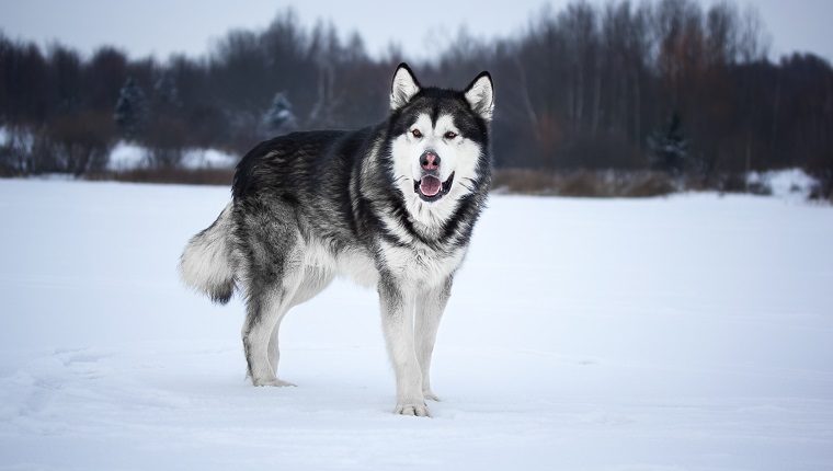 Alaskan Malamute in the forest