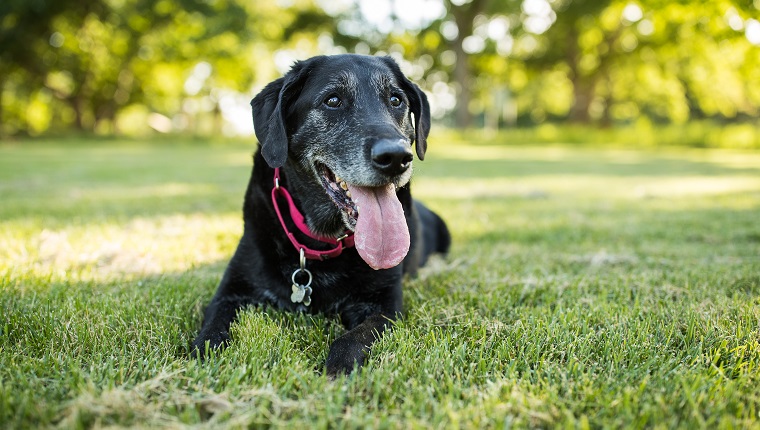 A senior Labrador Retriever dog lies down in grass in a park outdoors.