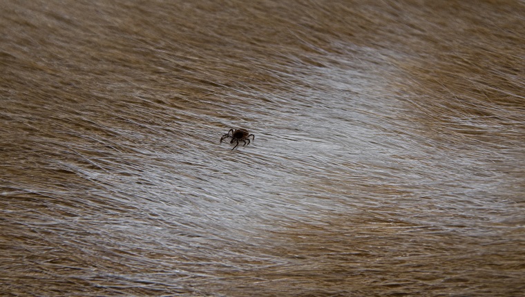 Deer tick on a dogs back