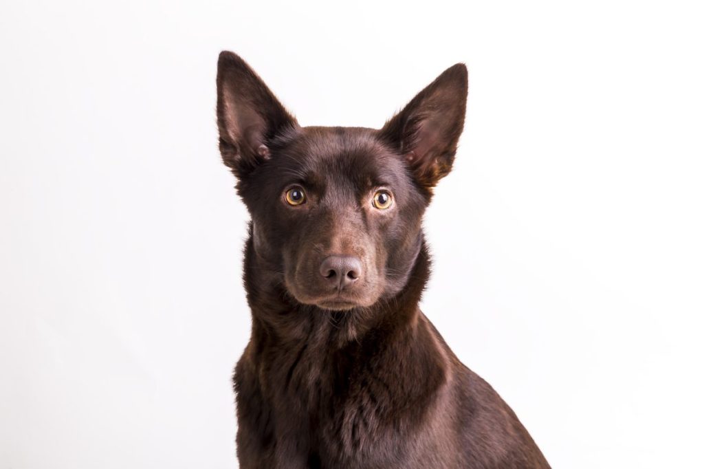 australian kelpie dog white background