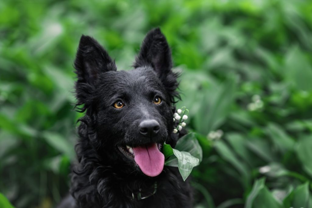 Close- up of Mudi in nature.