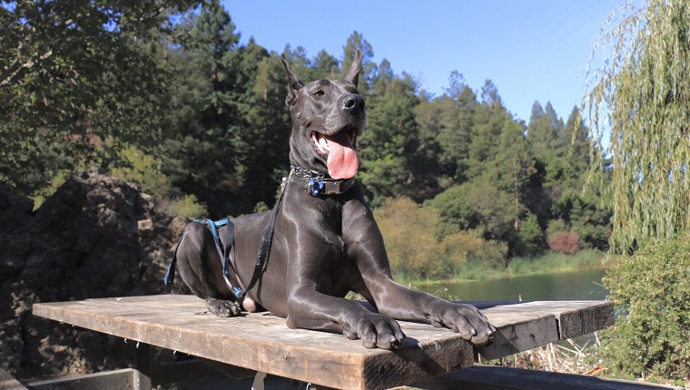 Great Dane Dog Sitting On Wooden Table