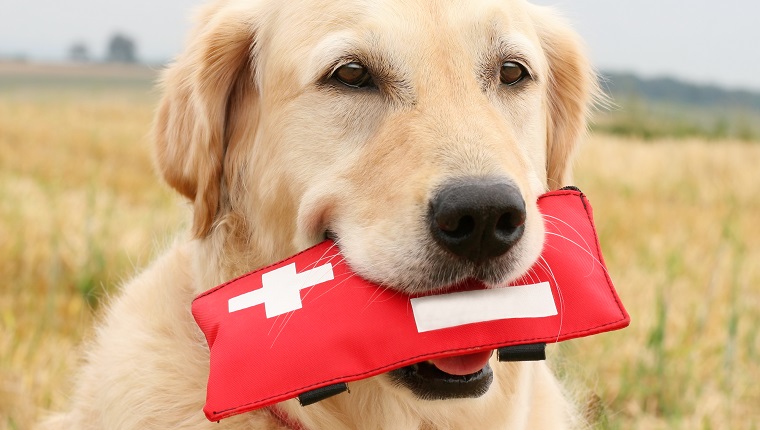 Golden Retriever with First-Aid-Kit