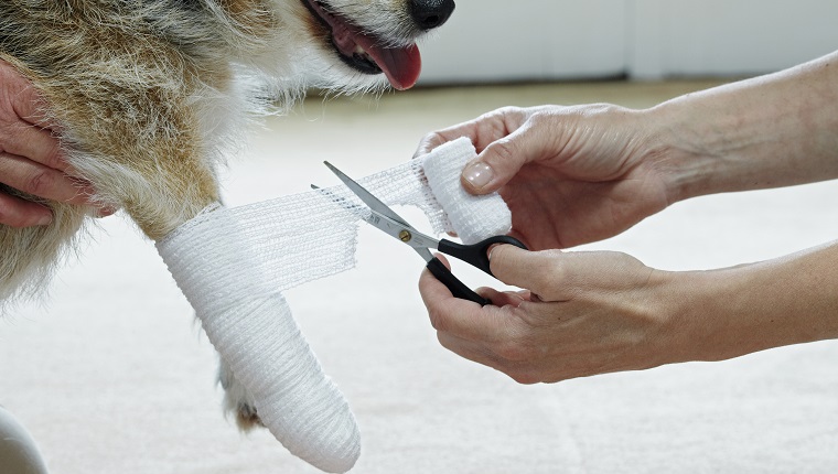 Applying bandage to Jack Russell paw using elasticated gauze bandage