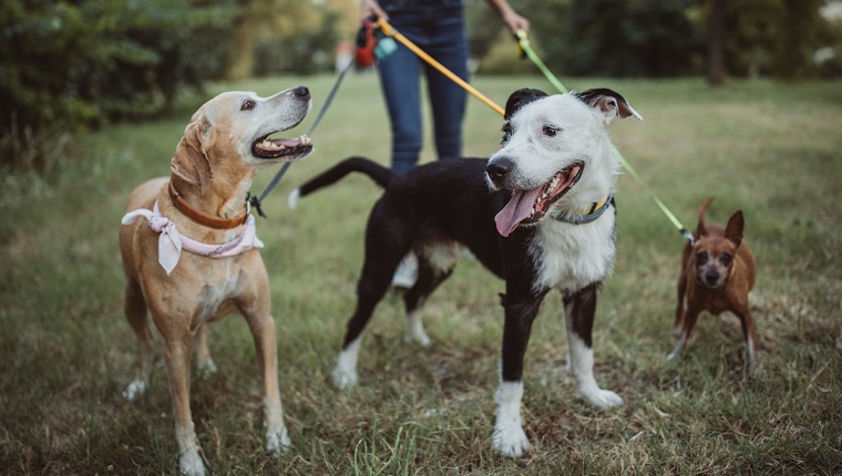 Pet sitter caring about dogs. They are ourtside and walking