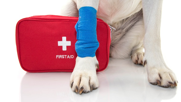 INJURED DOG. CLOSE UP PAW LABRADOR WITH A BLUE BANDAGE OR ELASTIC BAND ON FOOT AND A EMERGENCY OR FIRT AID KIT. ISOLATED STUDIO SHOT AGAINST WHITE BACKGROUND.