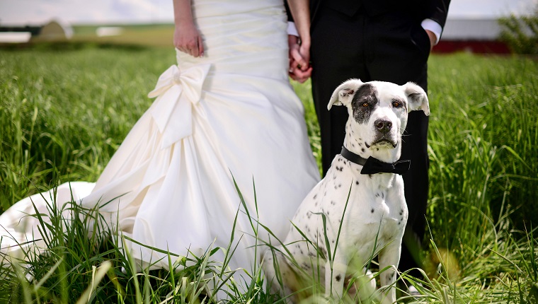 White and black spotted dog with bowtie in front of wedding couple in a field.