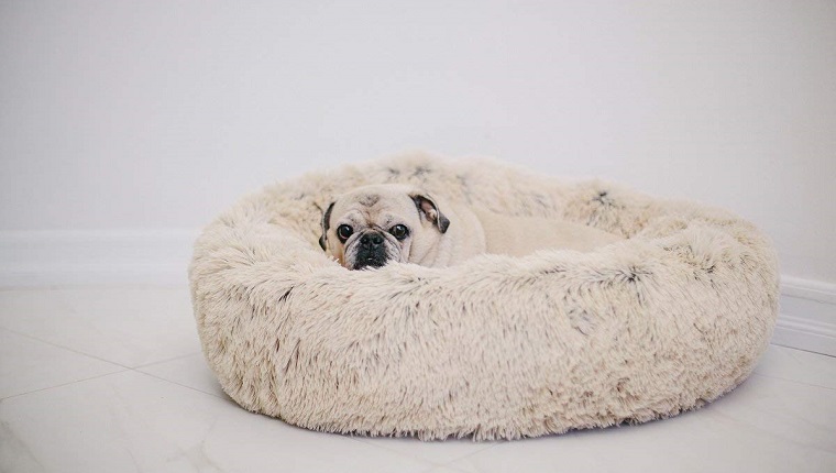 dog in dog bed