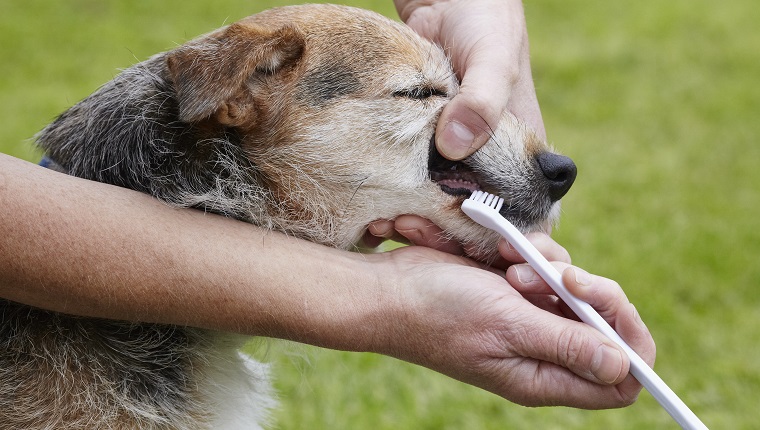 Elderly Jack Russell having teeth cleaned by owner