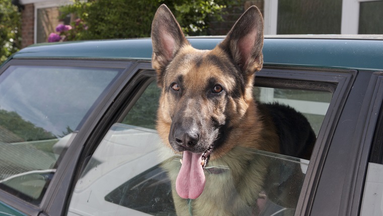 Domestic Dog, German Shepherd Dog, puppy, with head out of car window, panting, England, August