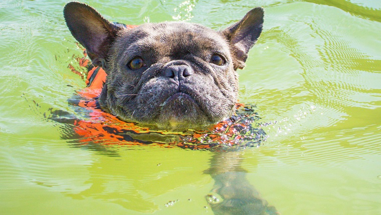 French bulldog wearing life jacket swimming in ocean