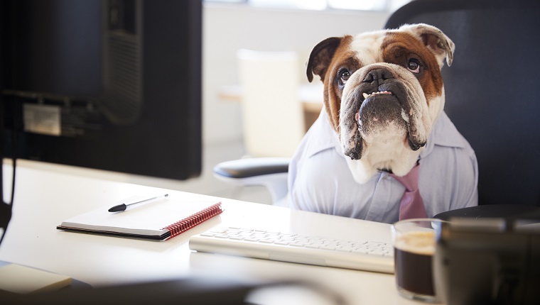 British Bulldog Dressed As Businessman Works At Desk On Computer