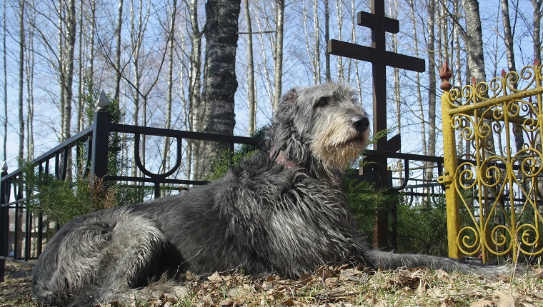 dog pining at the grave