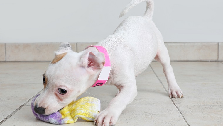 Playful Puppy in animal rescue shelter. Basenji, Jack Russel Terrier mixed breed dog.