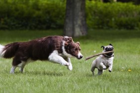 Border Collie and pug playing in garden