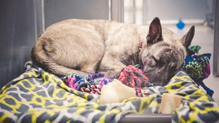 Homeless dog, brindle German Shepherd mix, confined in an animal shelter and waiting hopefully for an adoption and a new home. She is curled up on a dog bed with blankets, sound asleep.