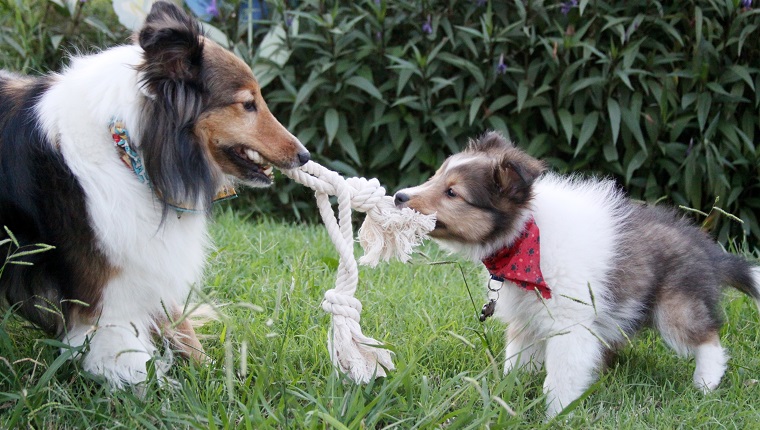 Two Shetland Sheepdogs play together in the back yard.