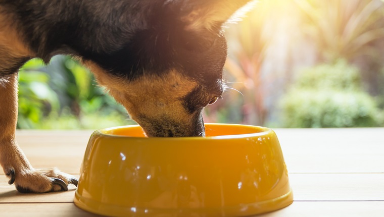 Cute small dog eating with bowl of dog food. Pets is feeding concept.