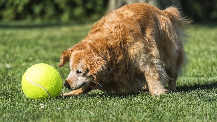 A senior purebred Golden Retriever dog playing with a large yellow tennis ball in the backyard. She is an 11 year old purebred Golden Retriever with gray hair around her face and she stills shows you are never too old to play fetch.