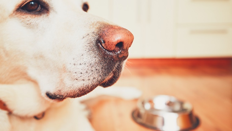 The dog in front of the empty bowl. Hungry labrador retriever waiting for feeding in the kitchen. - selective focus