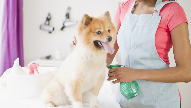 Mixed race pet groomer grooming Pomeranian dog