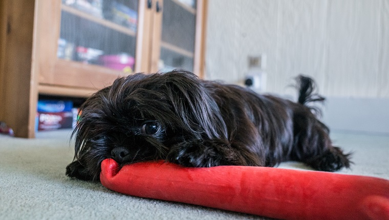 A young Shorkie Dog (cross breed of a Yorkshire Terrier and Shih Tzu)chews on a red toy im the family home