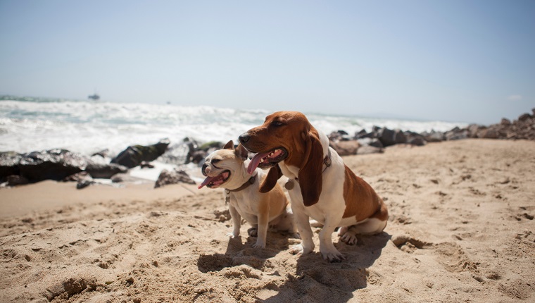 Dogs panting together on beach