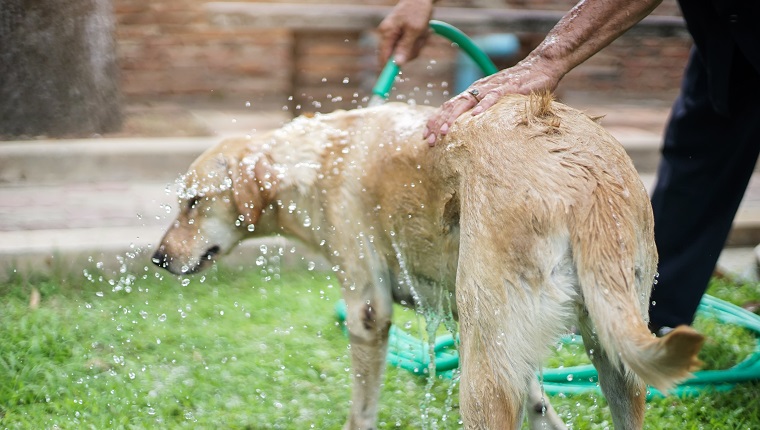 Shower dog