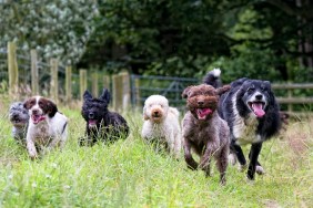 happy smiling dogs...lots of them!