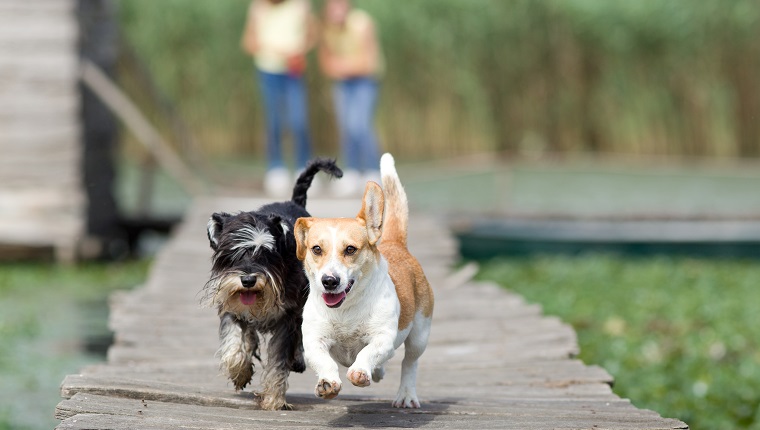 Two adorable dogs running on wooden dock