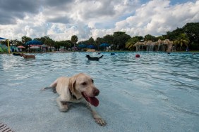 Tan Dog sitting in front of a pool with a beautiful scene with clouds and water in the background. The dog looks happy with his tongue sticking out and his paw on the bottom of the shallow pool.