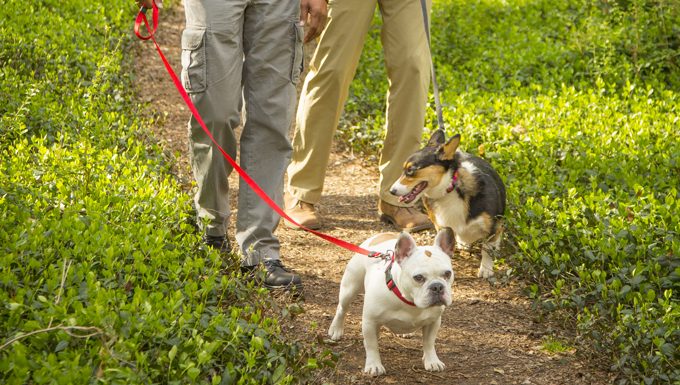 men hiking with dogs