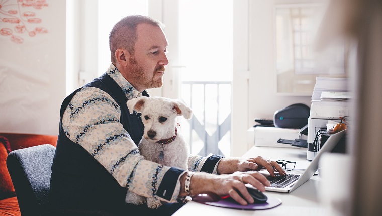 Mature man working from home in his studio office space with his dog sitting on his lap.