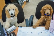 Working like a dog - Two poodle puppies sitting at a desk