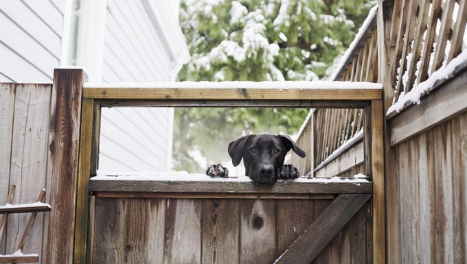 dog behind gate in yard