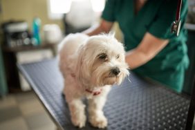 dog with internal parasites getting examined by veterinarian