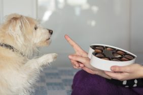 dog reaching for chocolate bad foods for dogs