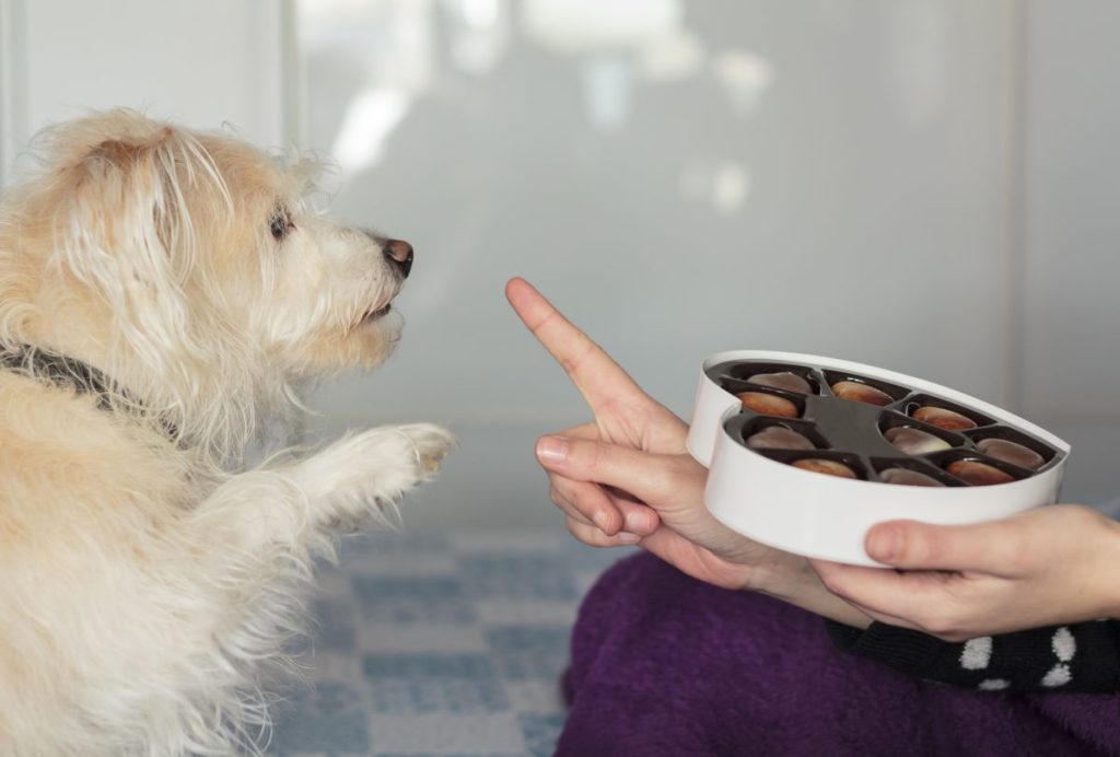 dog reaching for chocolate bad foods for dogs