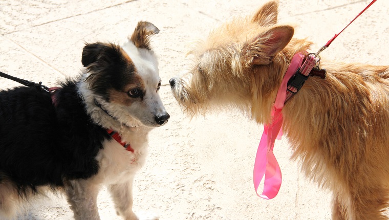 Groomed pet dogs on leash outdoors