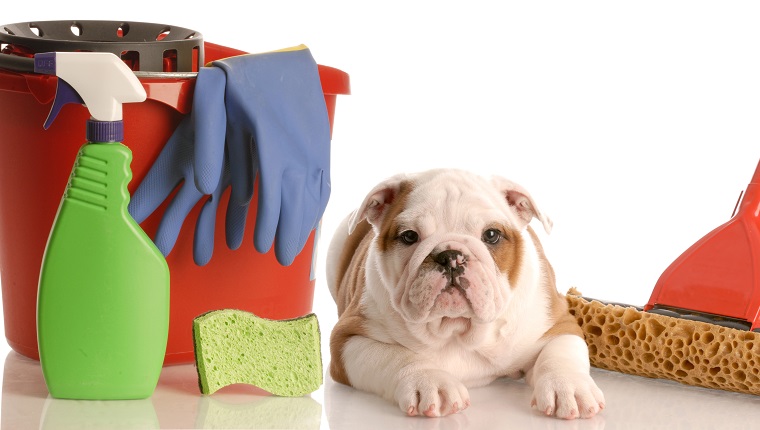 english bulldog puppy laying beside mop and bucket of cleaning supplies