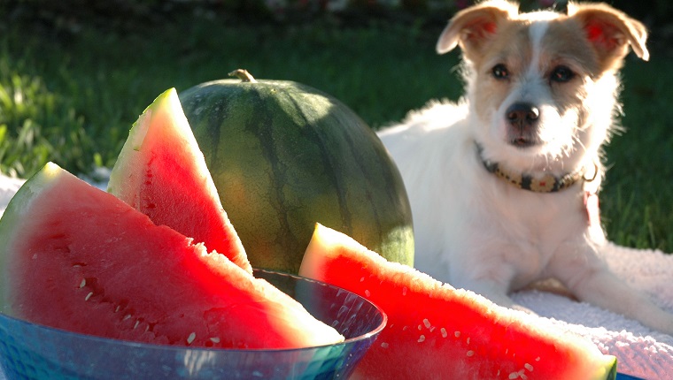 dog sitting outside on a blanket with water melon.