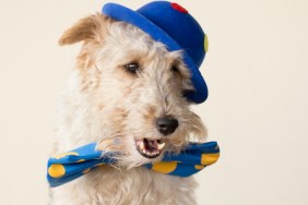 A fox terrier is dressed up like a clown and he's got the mouth open.