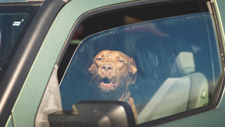 Brown pet dog sitting inside a vehicle gazing out of a window.