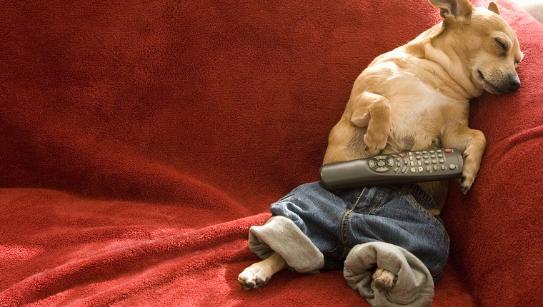 Dog resting on sofa with remote control