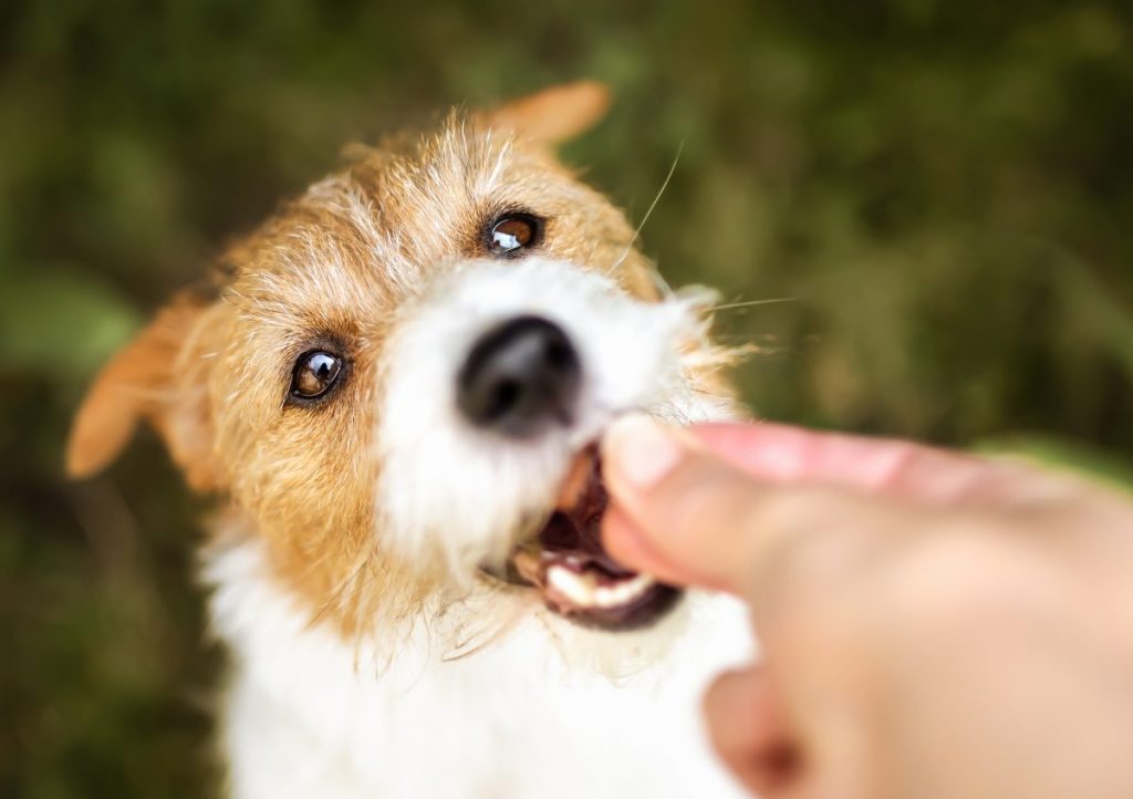 woman giving dog treats