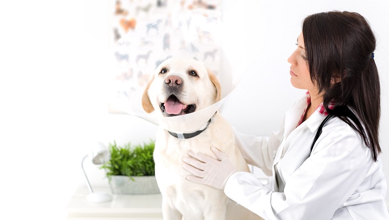 Vet Examining A Dog