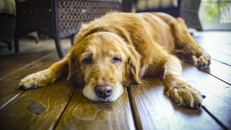 This was my dog Cali's last day before we had to put her to sleep. She was a great Golden Retriever!